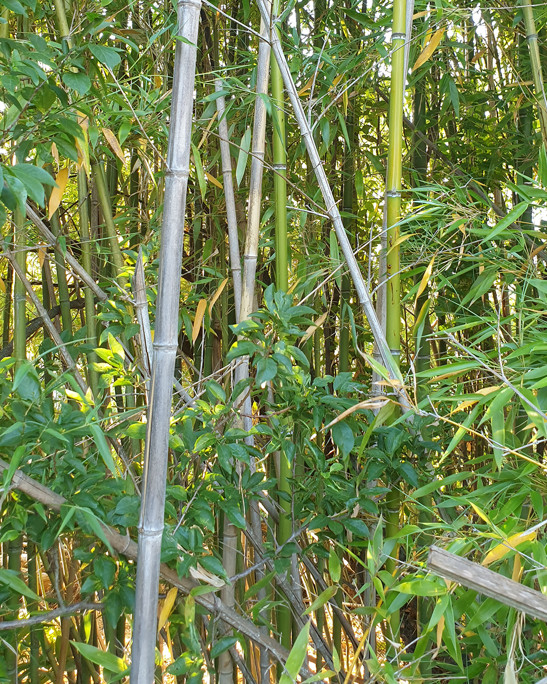 7.BAMBOO ZATTERA