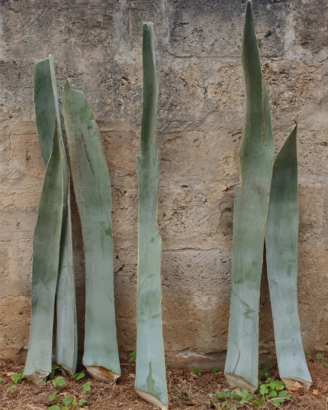 LEAVES AGAVE