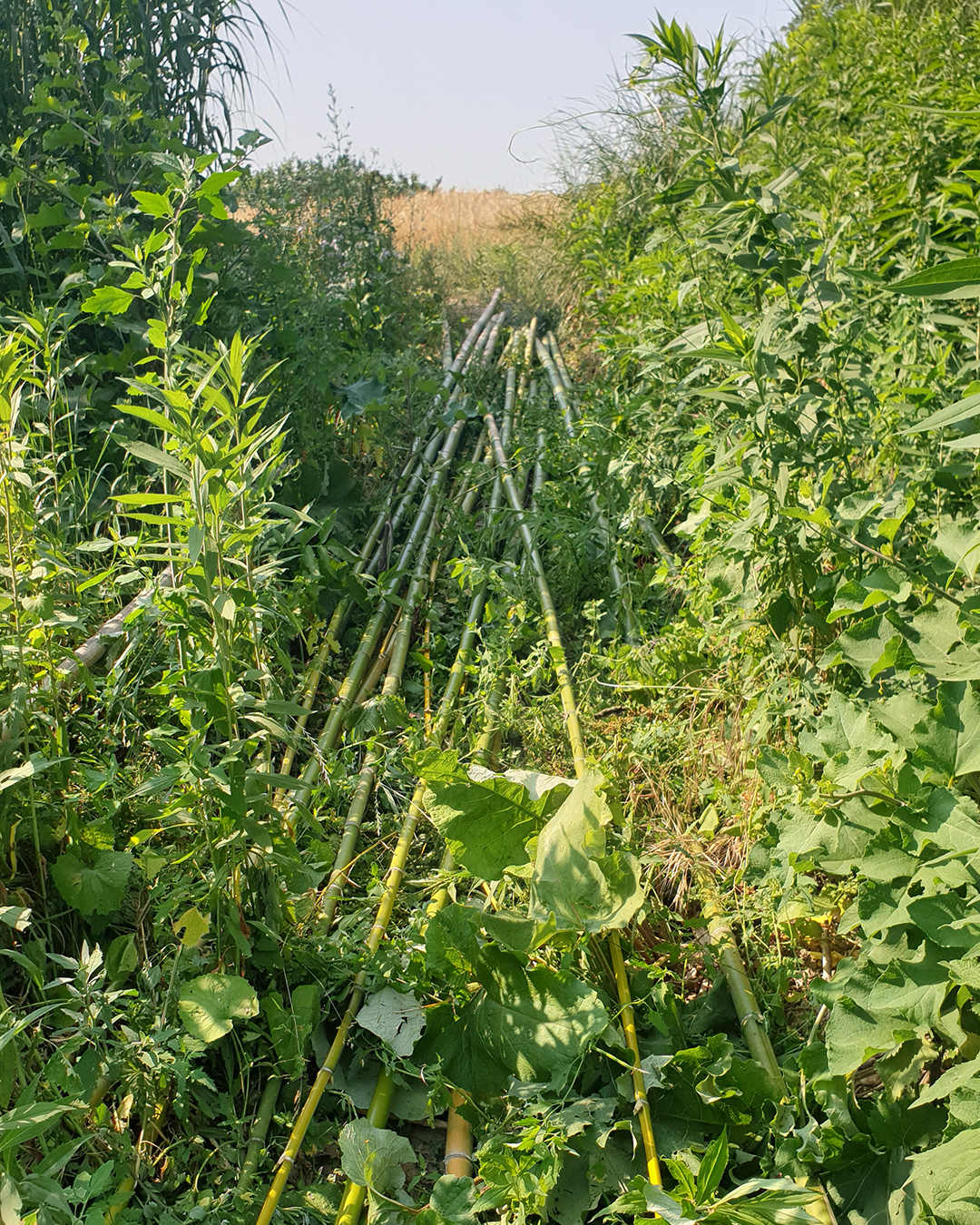 8b.BAMBOO ZATTERA