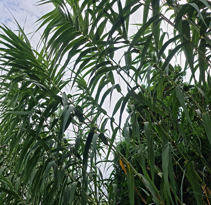 ARUNDO DONAX